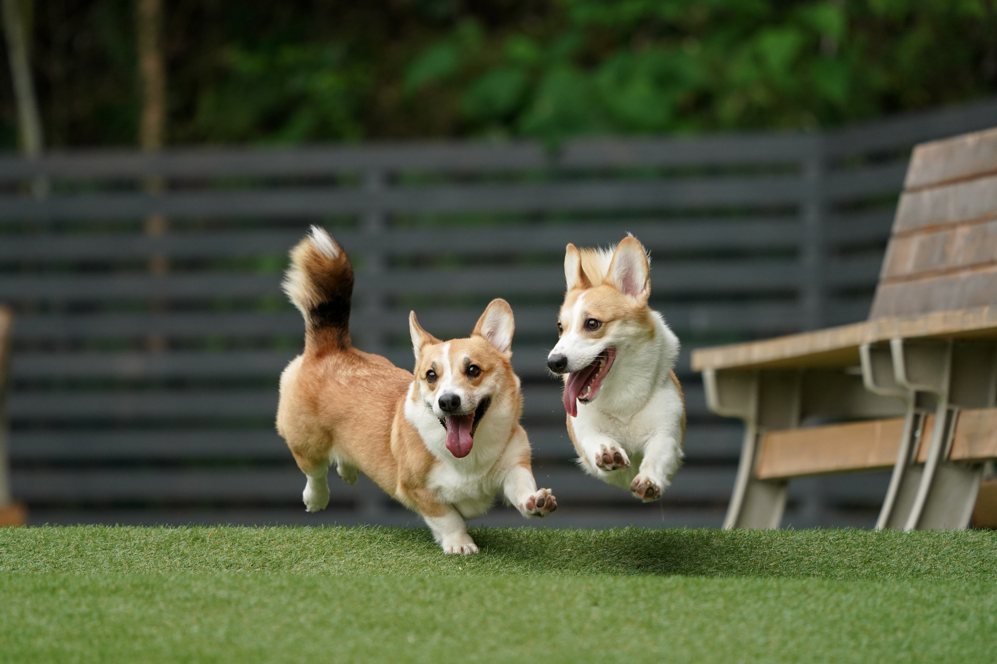 元気に走るコーギー